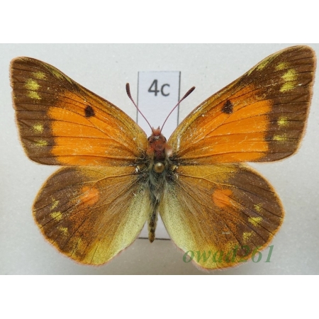 Colias thisoa Ménétriés, 1932 female Uzbekistan4c